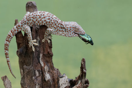 Close up of a gecko on a tree stump, Thailand.
