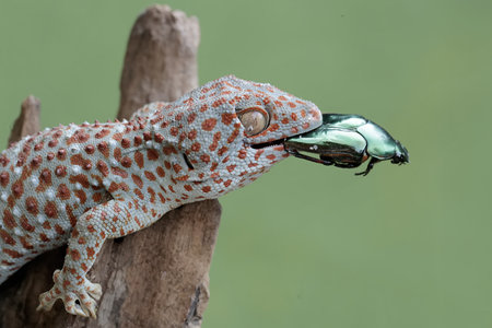 A closeup shot of a gecko on a branch with a green backgroundの写真素材