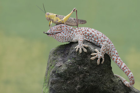 Lizard and grasshopper on a rock with green backgroundの写真素材
