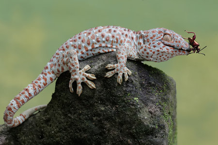 A leopard gecko on a rock.の写真素材