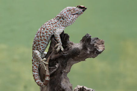 Close up of a gecko on a tree branch in nature.
