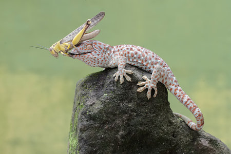 Leopard gecko (Eublepharis macularius)の写真素材