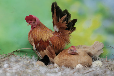 Chickens and rooster in the nest on a green background