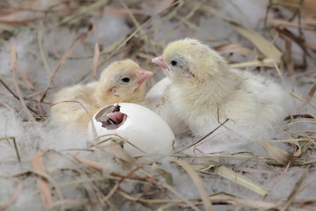 chicken and egg in the nest on a farm. selective focus