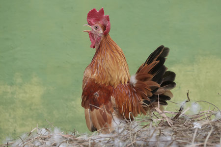 Red rooster in the hen's nest on a green background.