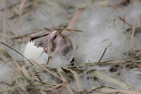 Eggs in the nest.の写真素材