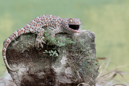 Leopard gecko on a rockの写真素材