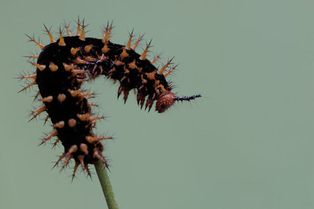 Caterpillar on a green background close-up