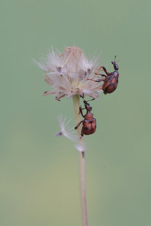 A pair of weevil on a dandelion flower in the garden.