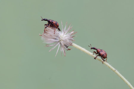 weevil on grass flower in the nature or in the garden.