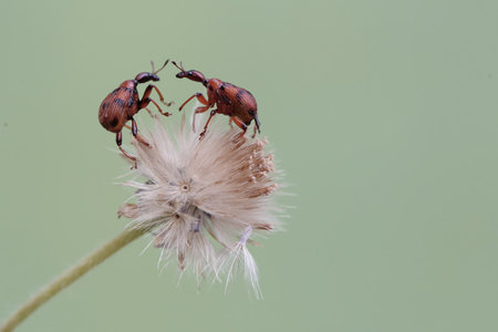 Two weevil mating on a thistle flower in the garden.