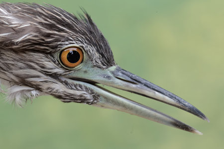 Black-crowned Night Heron (Nycticorax nycticorax)
