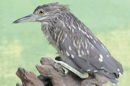 Black-crowned Night Heron (Nycticorax nycticorax)
