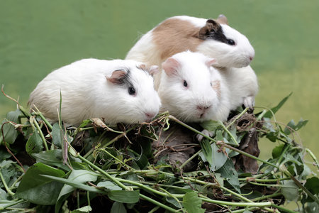 Three guinea pigs on a branch with leaves in the garden.