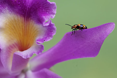 Close up of a red-beetle on a purple orchid