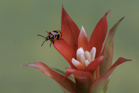 beetle on red flower in the nature or in the garden