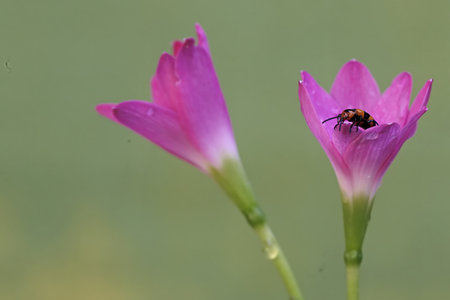 pink flower with insect on green background, closeup of photo