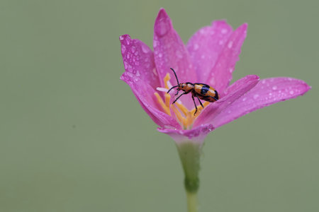 insect on pink flower with water drop, closeup of photo