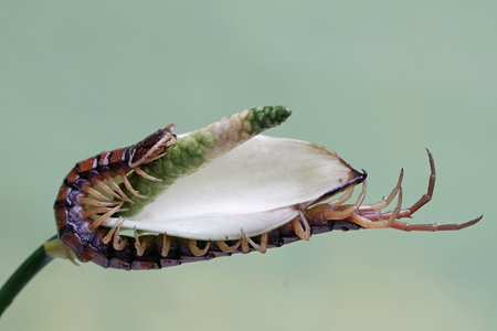 Close up of a Centipede eating a leaf of a flower