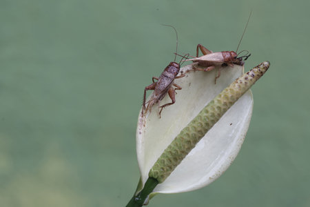cricket on white flower,Gran Canaria,Spain