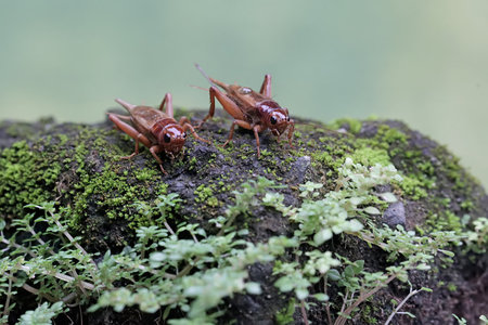 insects on the rock in the forest, closeup of photo