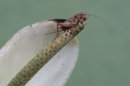 Close up of a cricket on a white flower with green background.