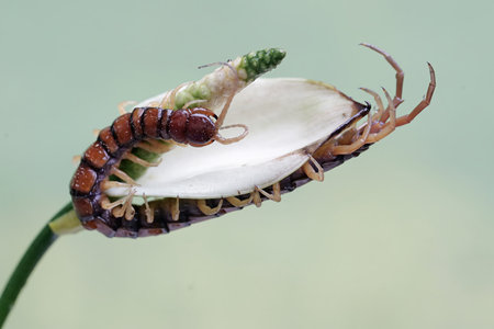 Close up of a centipede on a plant in the wild