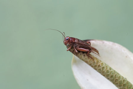 Mole cricket on white flower in the garden. Macro shot.
