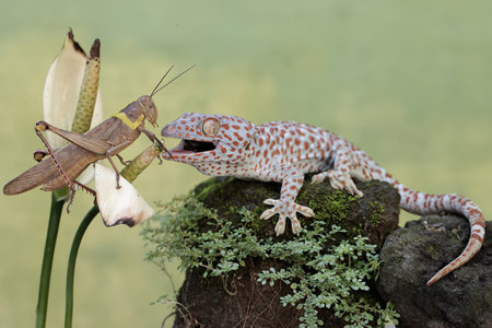 A grasshopper and a gecko on a rock in nature.の写真素材