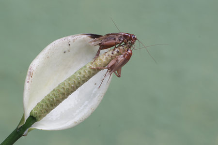 Mantis on a white flower in a garden, closeup of photoの写真素材