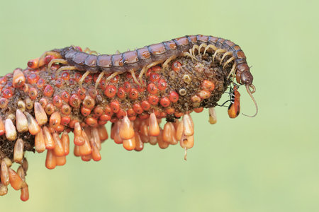 Image of Centipede on nature background.の写真素材