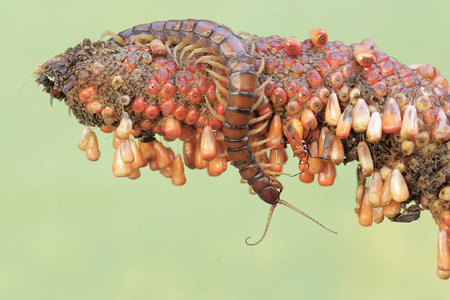 The centipede on a plant.