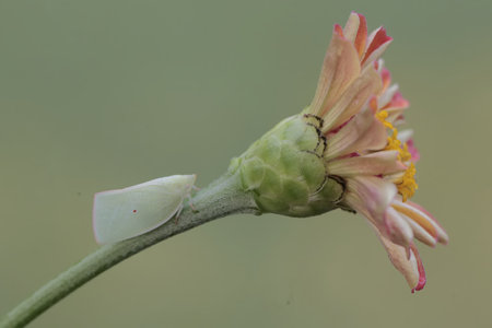 closeup of photo