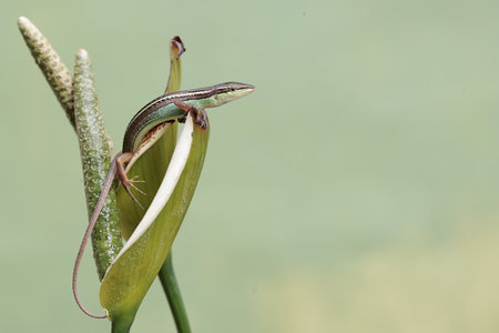 Lizard on a plant in the rainforest of Belize.