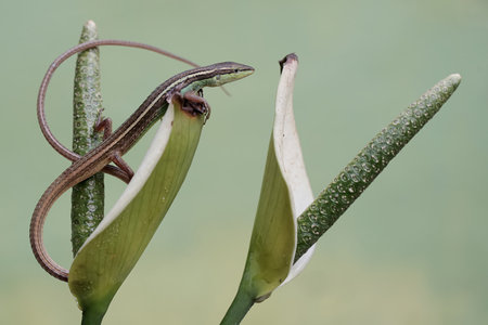 Close up of a green lizard (Lacerta agilis) on a flower