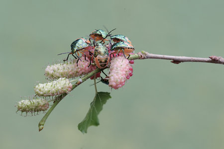 beetles on white mulberry flower in the garden.