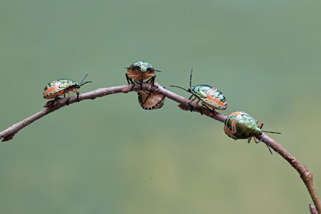 stinkbug on a twig in the rainforest of Thailand