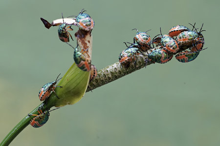 Insects on the stem of a plant in the wild.