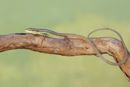 Close up of a lizard on a branch.