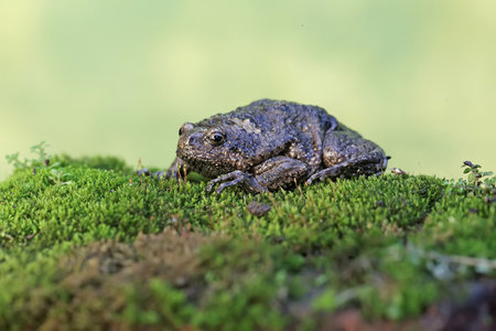 Closeup of a common toad (Bufo bufo) sitting on a green moss