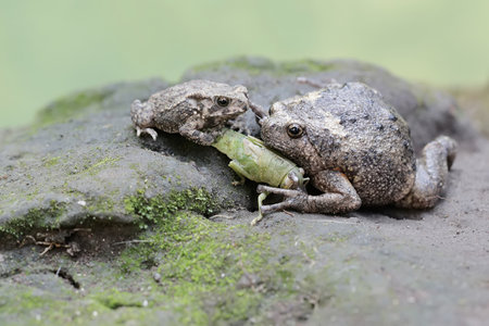 Frogs on a rock in the rainforest of Costa Rica