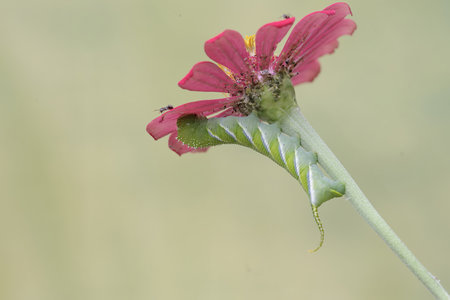 Caterpillar of a zinnia flower (Zinnia elegans)