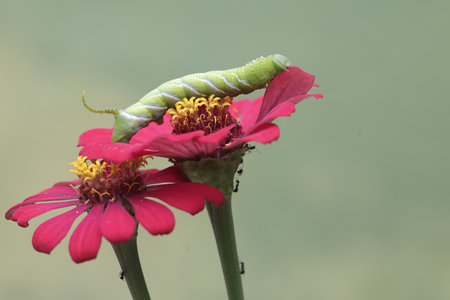 Caterpillar on a zinnia flower (Zinnia elegans)の写真素材