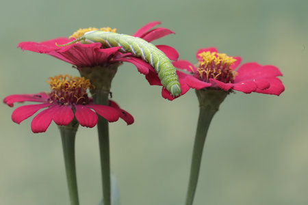 A caterpillar is eating a zinnia flower (Zinnia elegans)