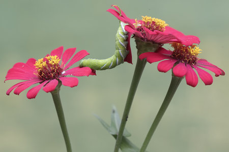 Caterpillar on Zinnia flower with green worm on it