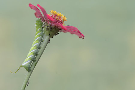 Caterpillar of Zinnia elegans on a flower.