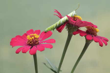 A caterpillar of the Zinnia elegans on a flower