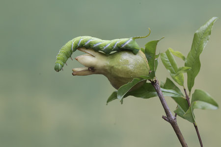 Caterpillar of the Spotted Moth (Cethosia nigra)