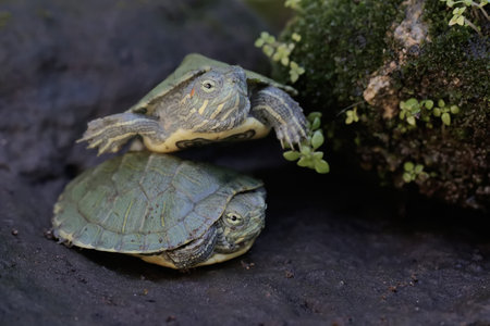 Two turtles are on the rock.