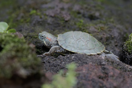 turtle on the rock in the forest, note shallow depth of field